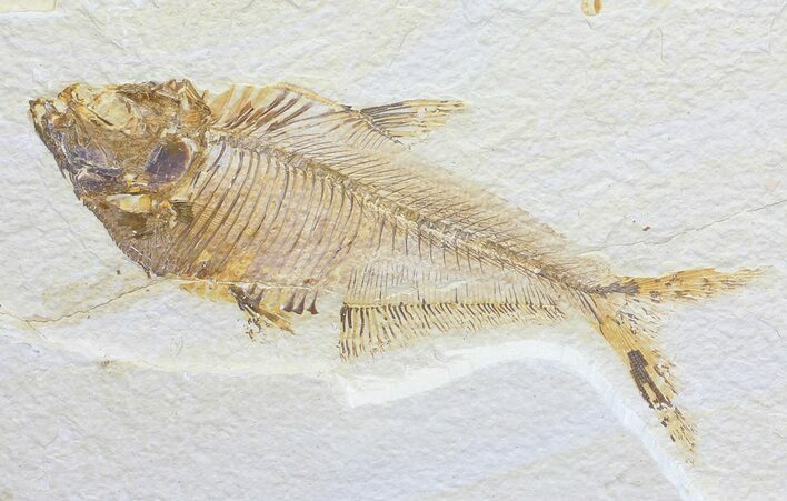 Bargain, Diplomystus Fossil Fish - Wyoming #56243
